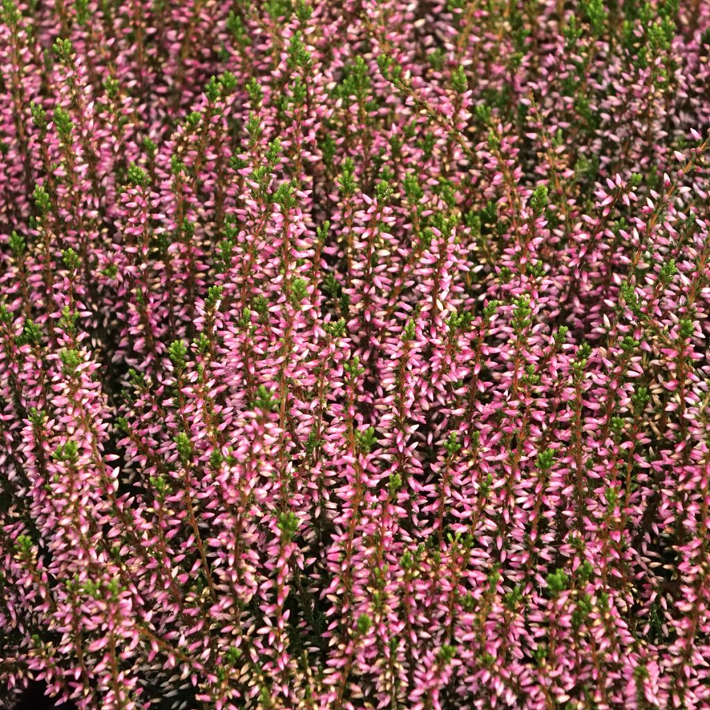 Calluna vulgaris Garden Girls Pink Angie - Brecina
