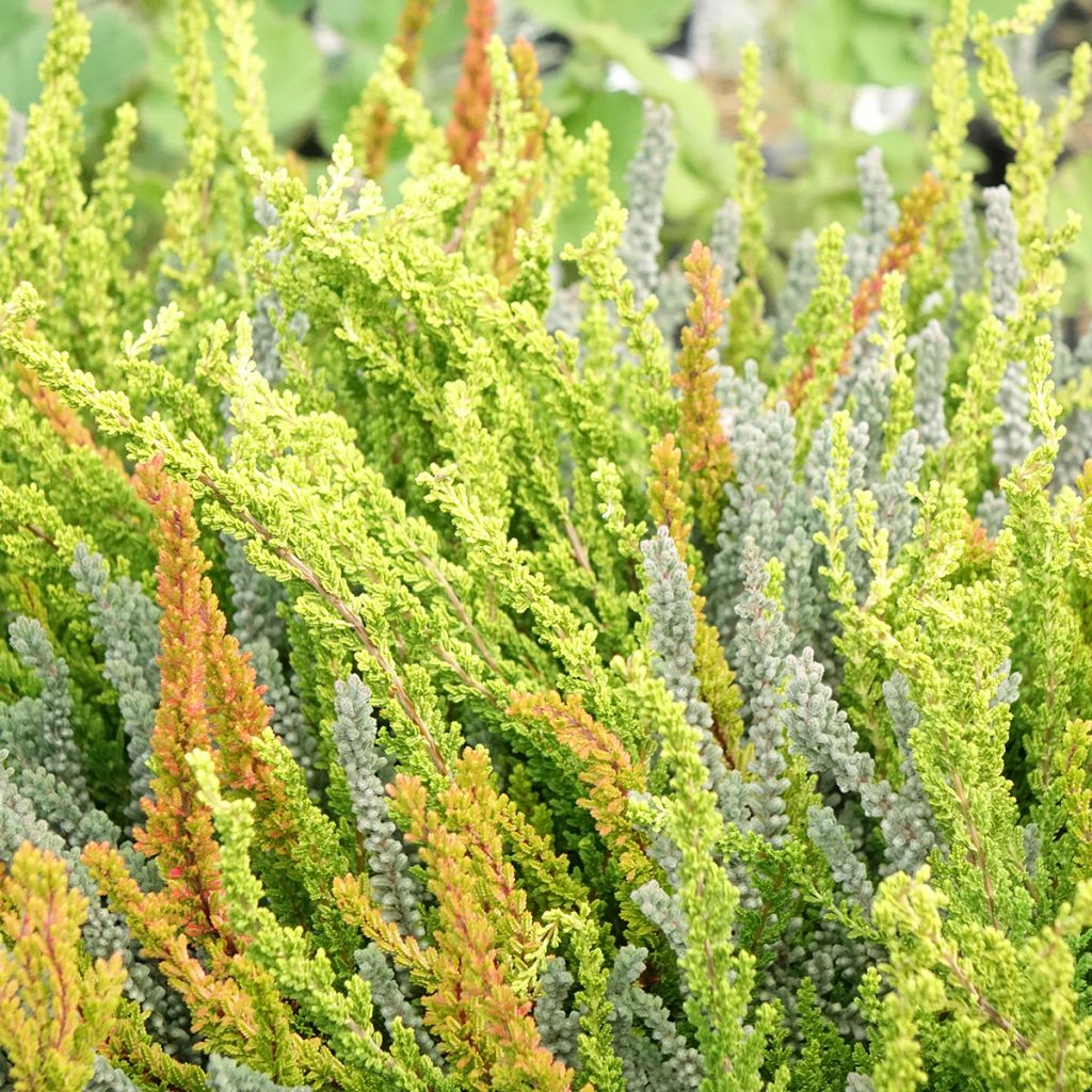 Calluna vulgaris Garden Girls Sunset Fire Trio - Brecina
