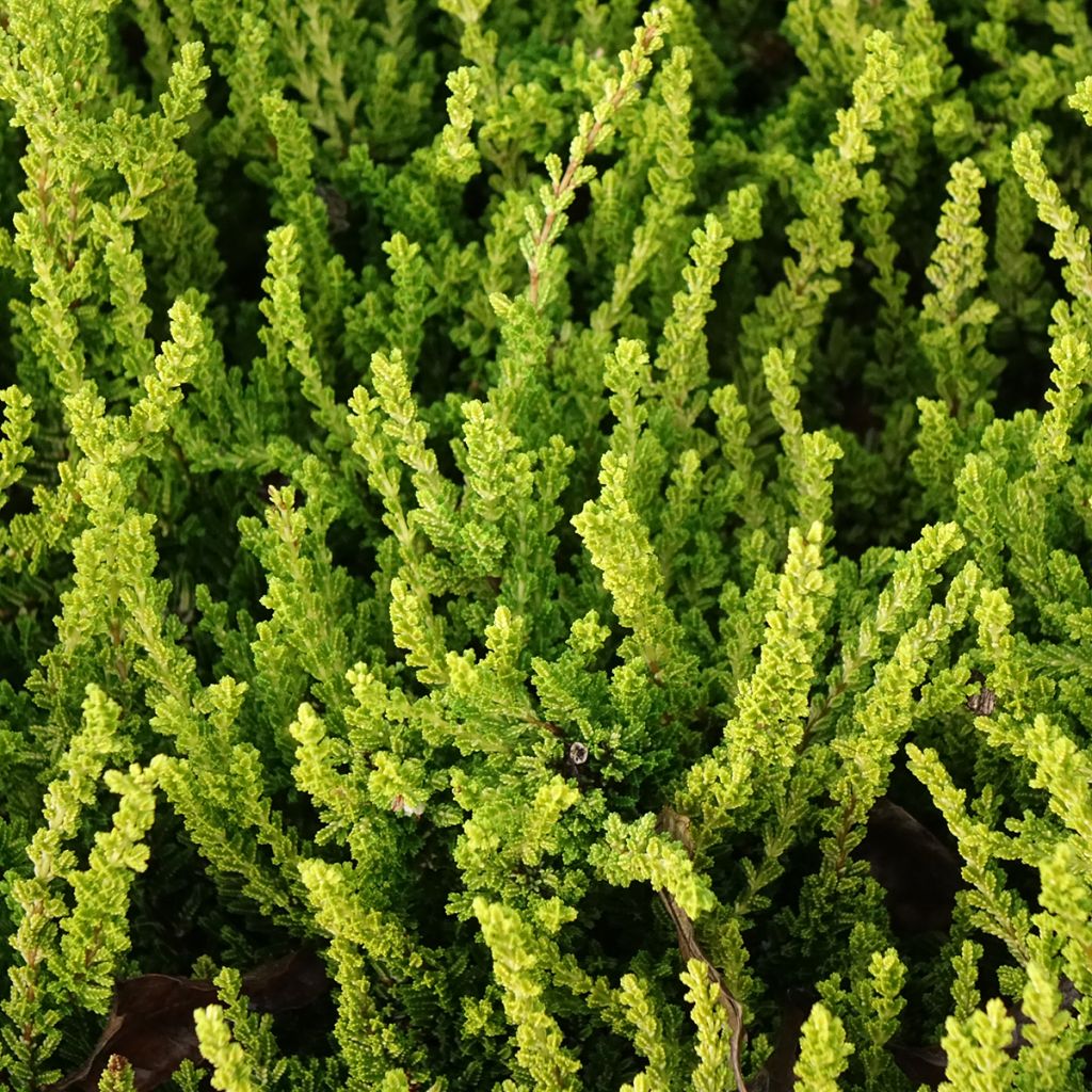 Calluna vulgaris Garden Girls Zeta - Brecina