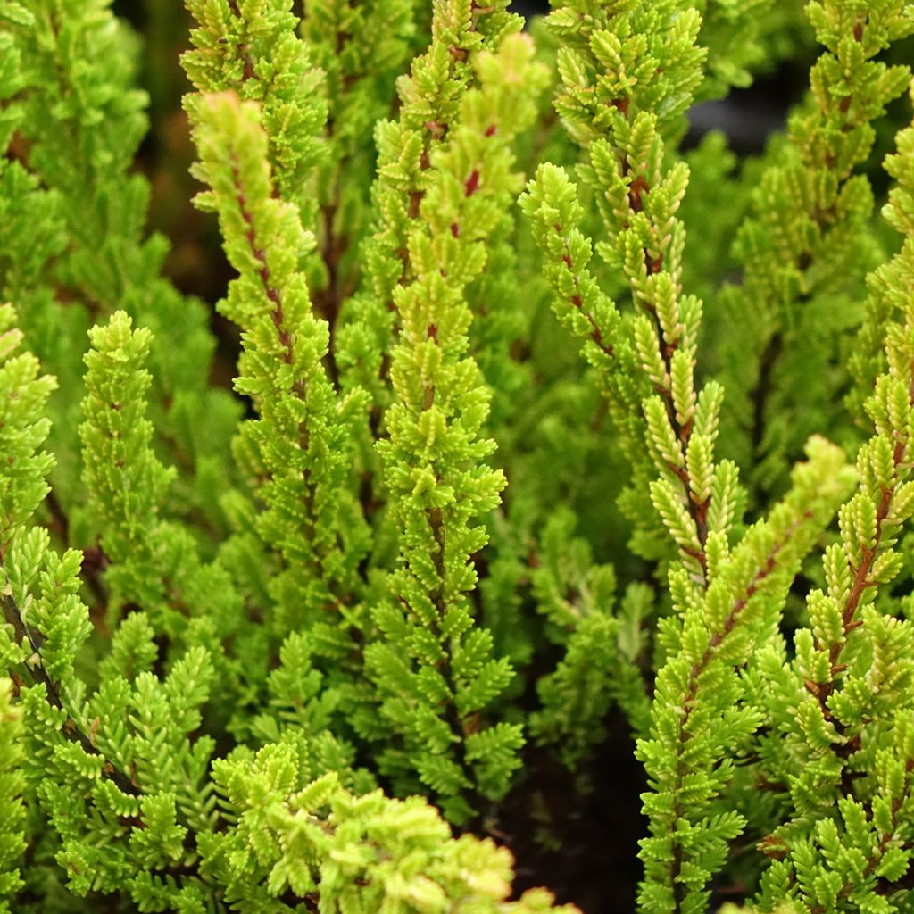Calluna vulgaris Garden Girls Zoe - Brecina
