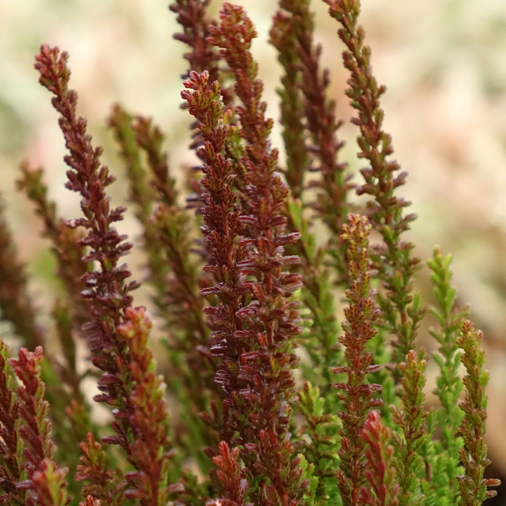 Calluna vulgaris Garden Girls Zorina - Brecina