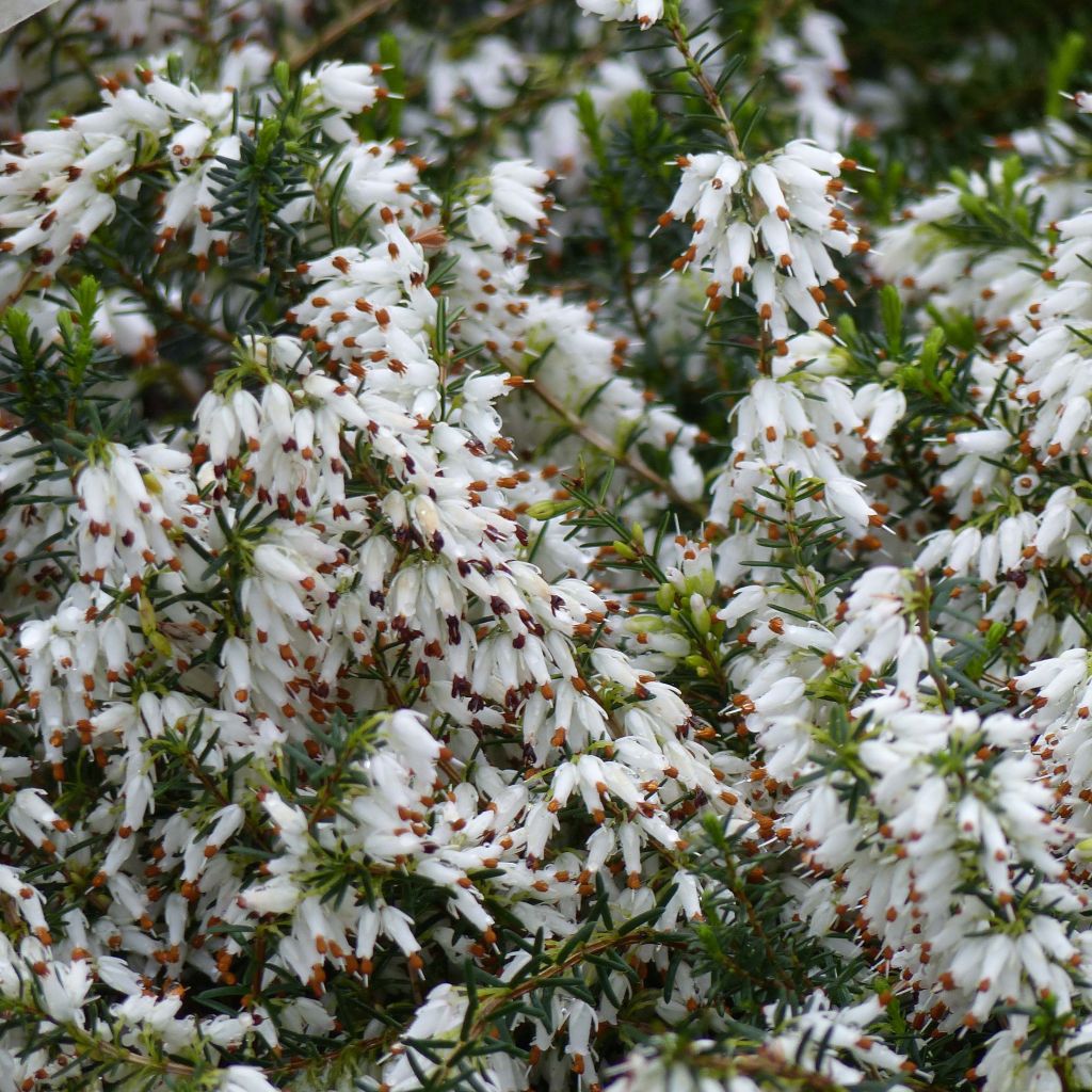 Erica carnea Springwood White - Brezo vizcaíno