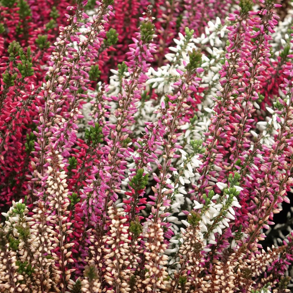 Calluna vulgaris Garden Girls Trio Mix - Brecina