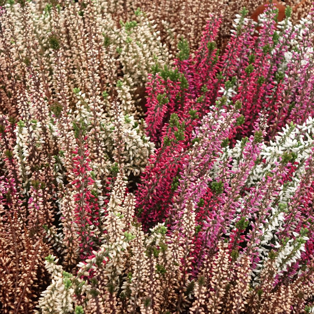 Calluna vulgaris Garden Girls Trio Mix - Brecina