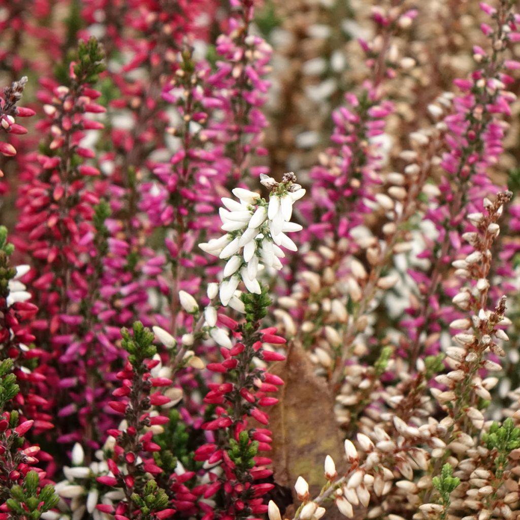 Calluna vulgaris Garden Girls Trio Mix - Brecina