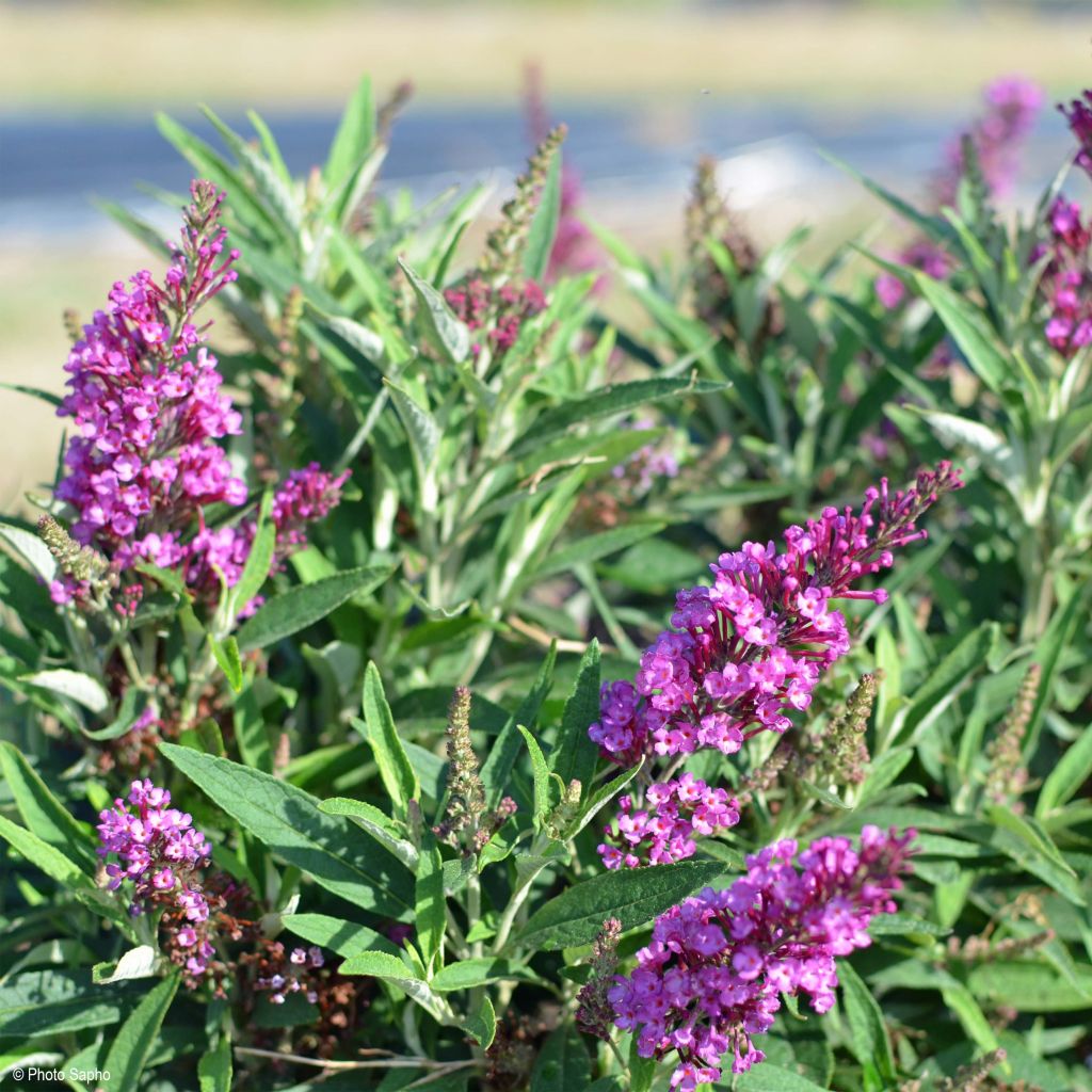 Buddleja davidii Butterfly Tower