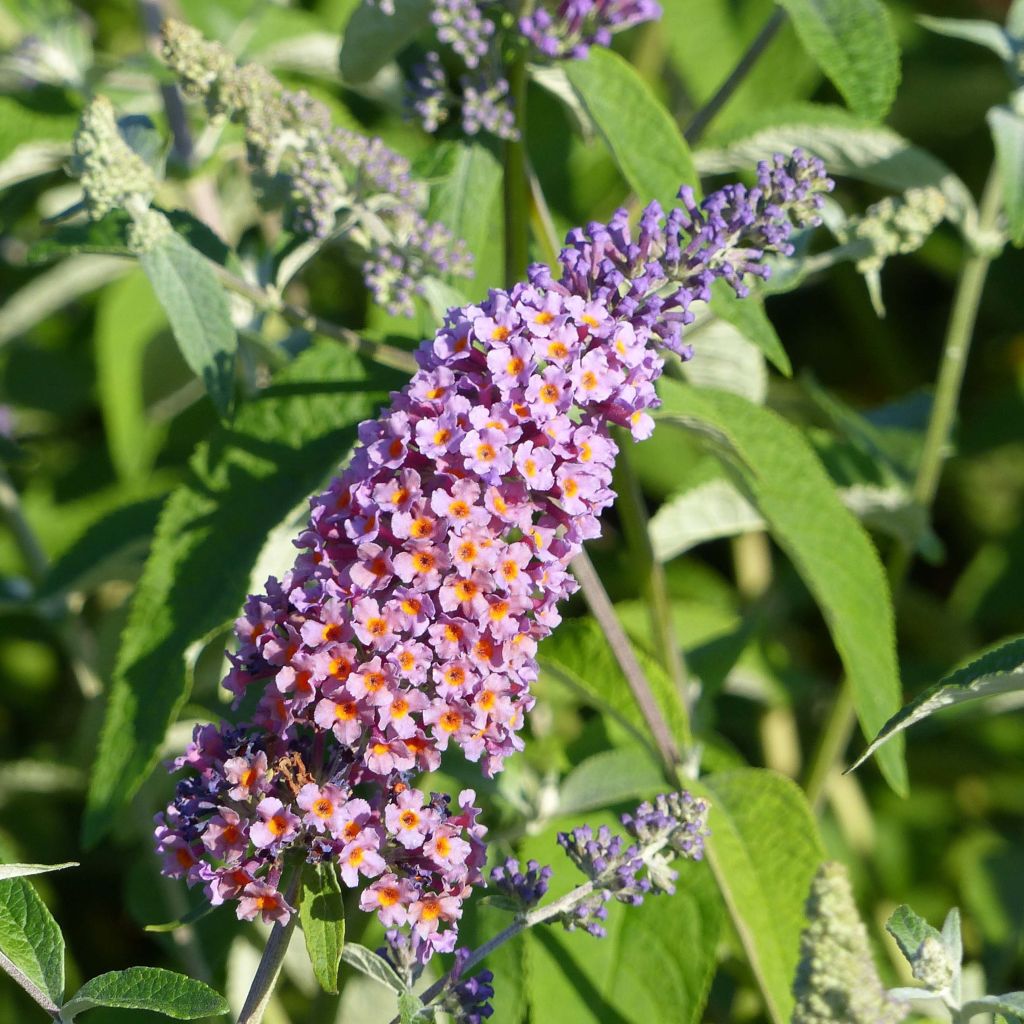Buddleja Flower Power