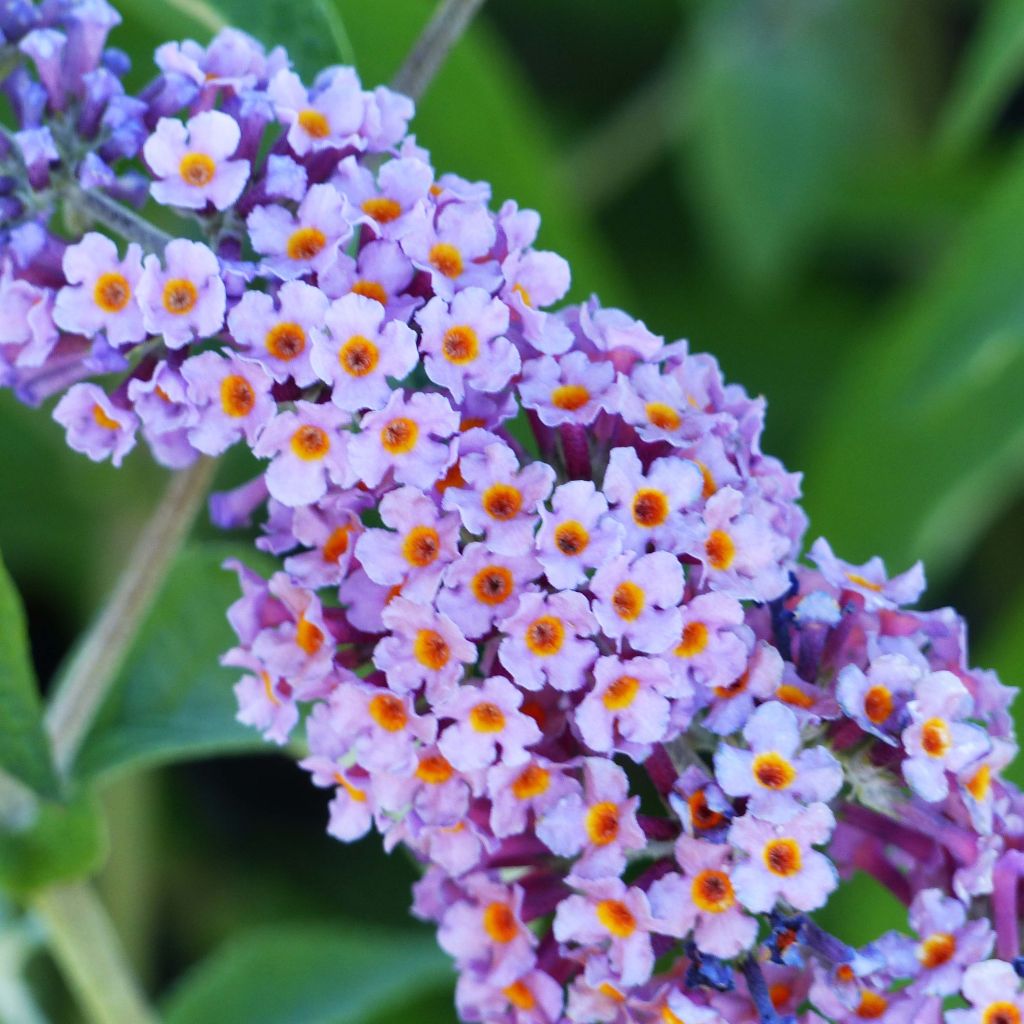 Buddleja Flower Power
