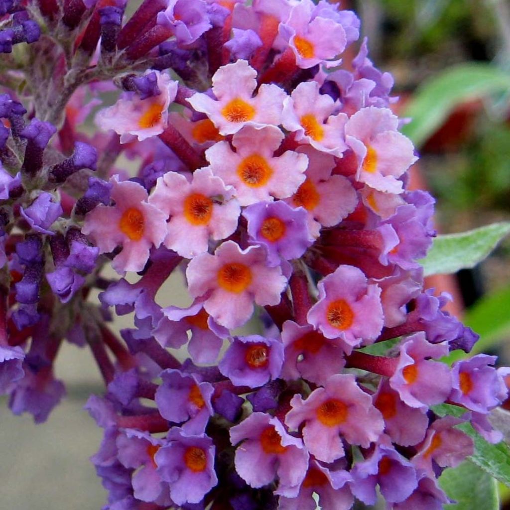 Buddleja Flower Power