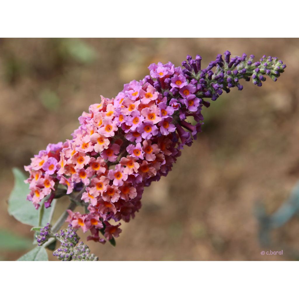 Buddleja Flower Power
