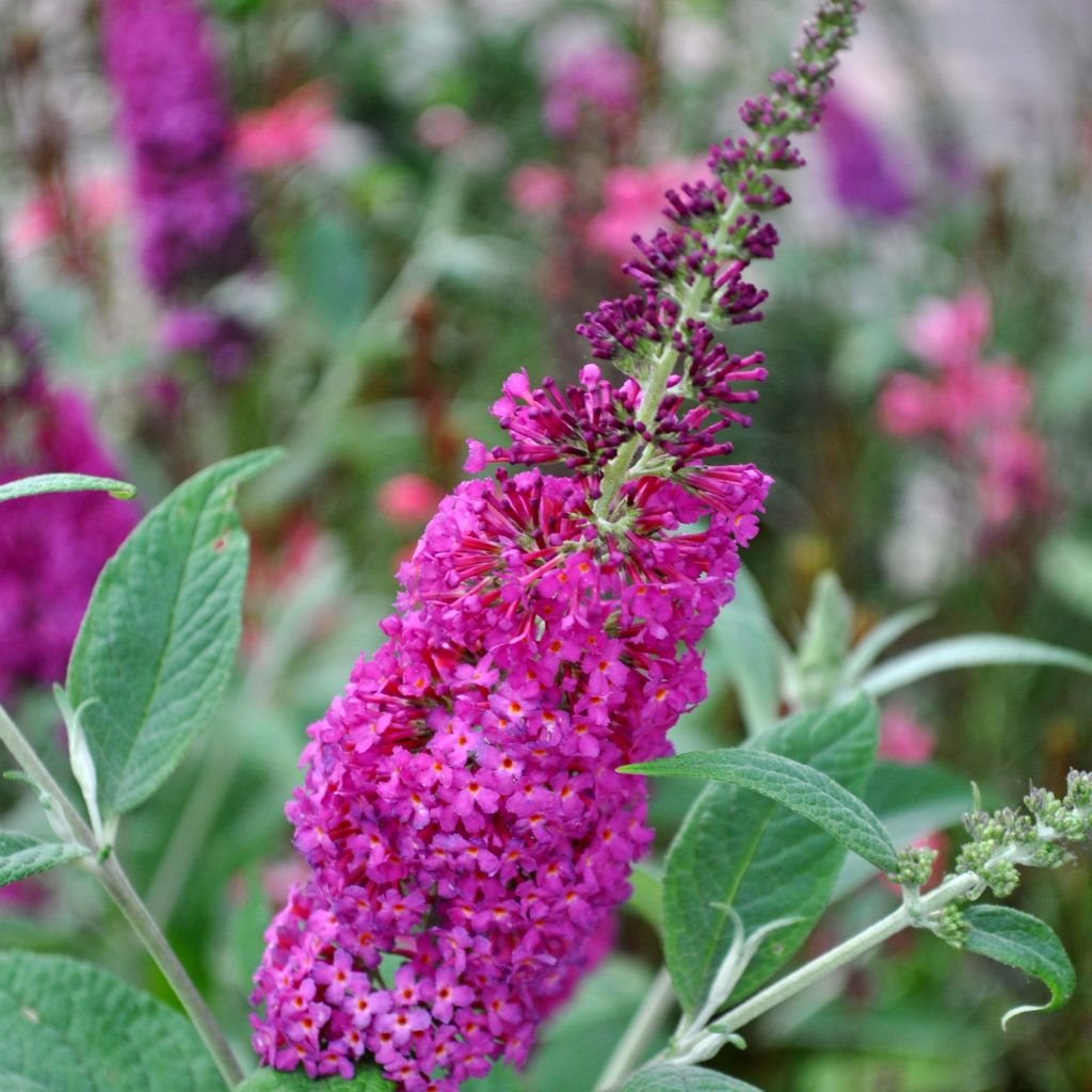Buddleja Miss Ruby
