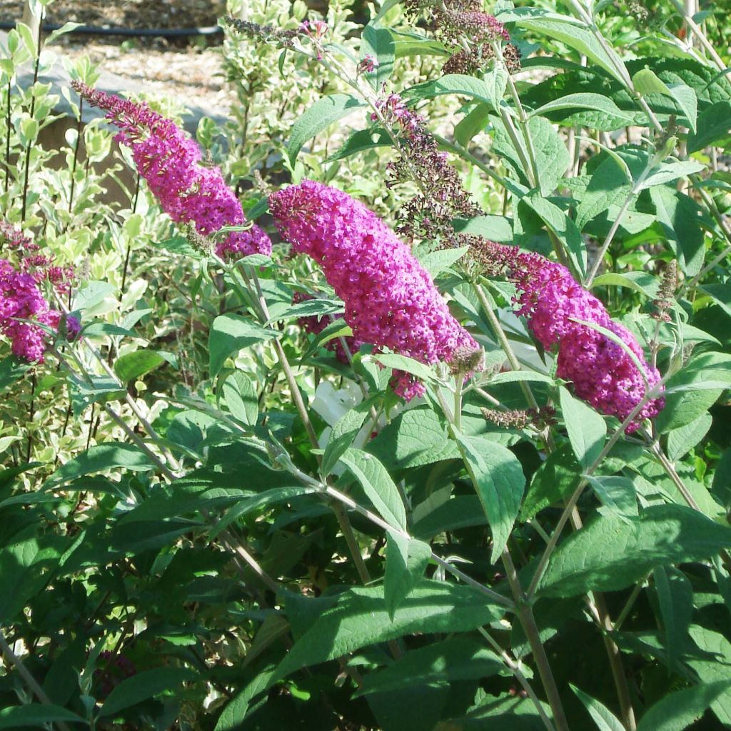 Buddleja Miss Ruby