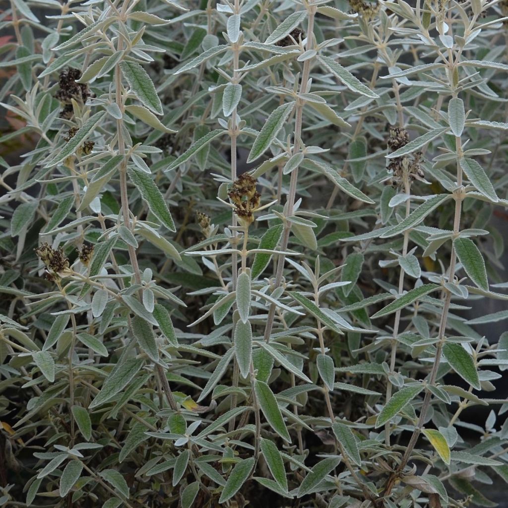 Buddleja Silver Anniversary