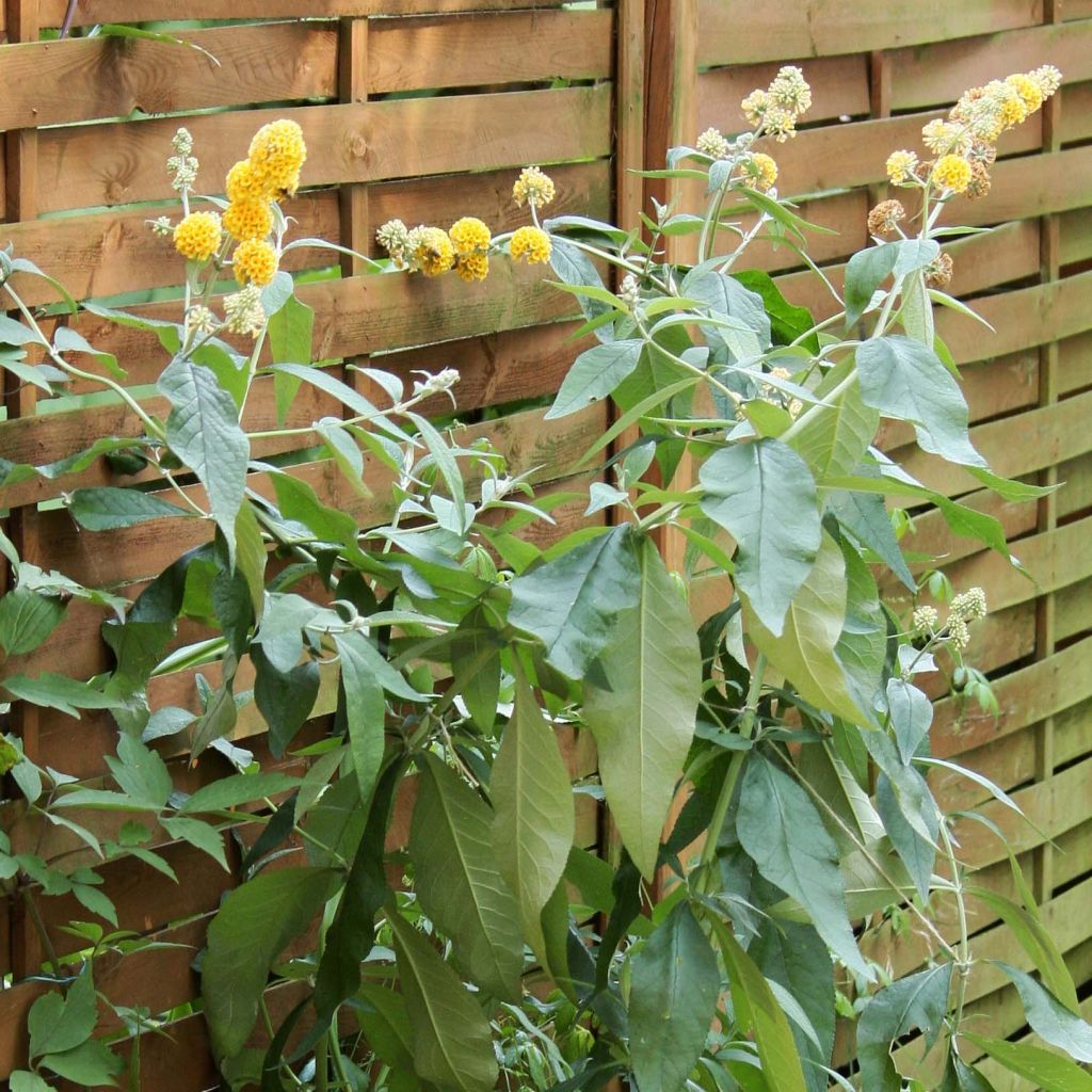Buddleja weyeriana Sungold