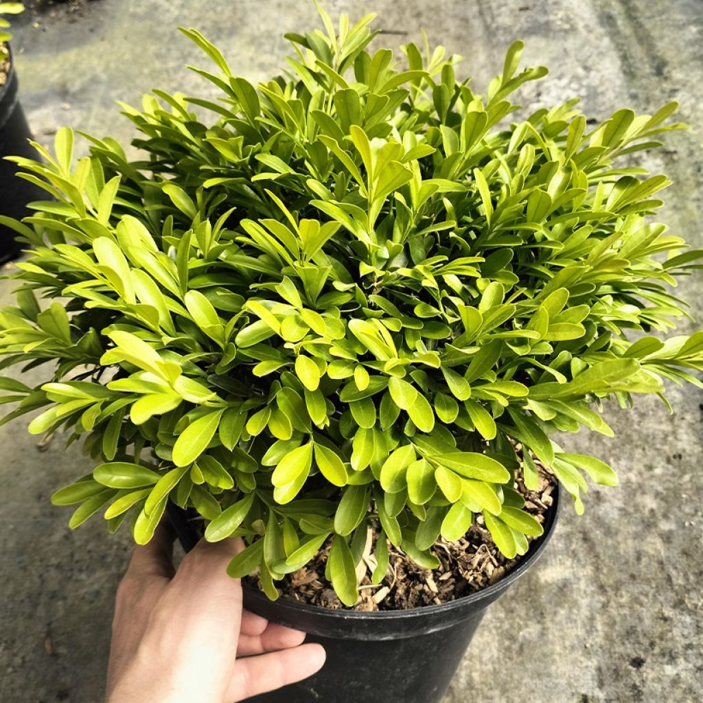Buxus sinica var. insularis Mipo - Boj