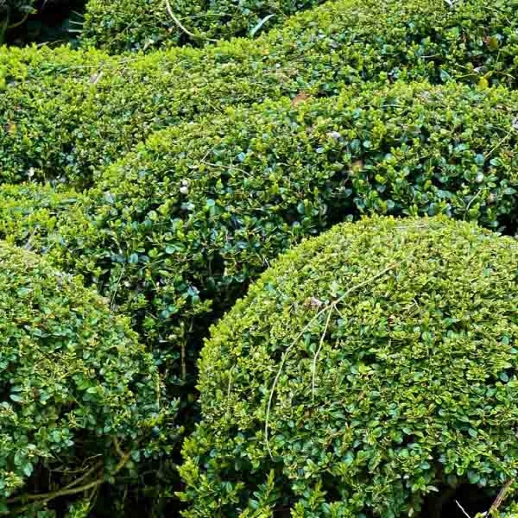 Boj enano - Buxus sempervirens