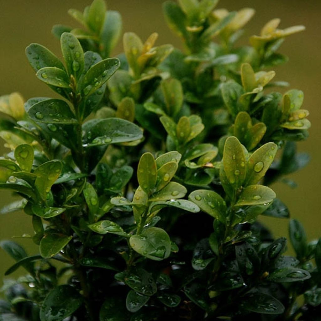 Boj enano - Buxus sempervirens