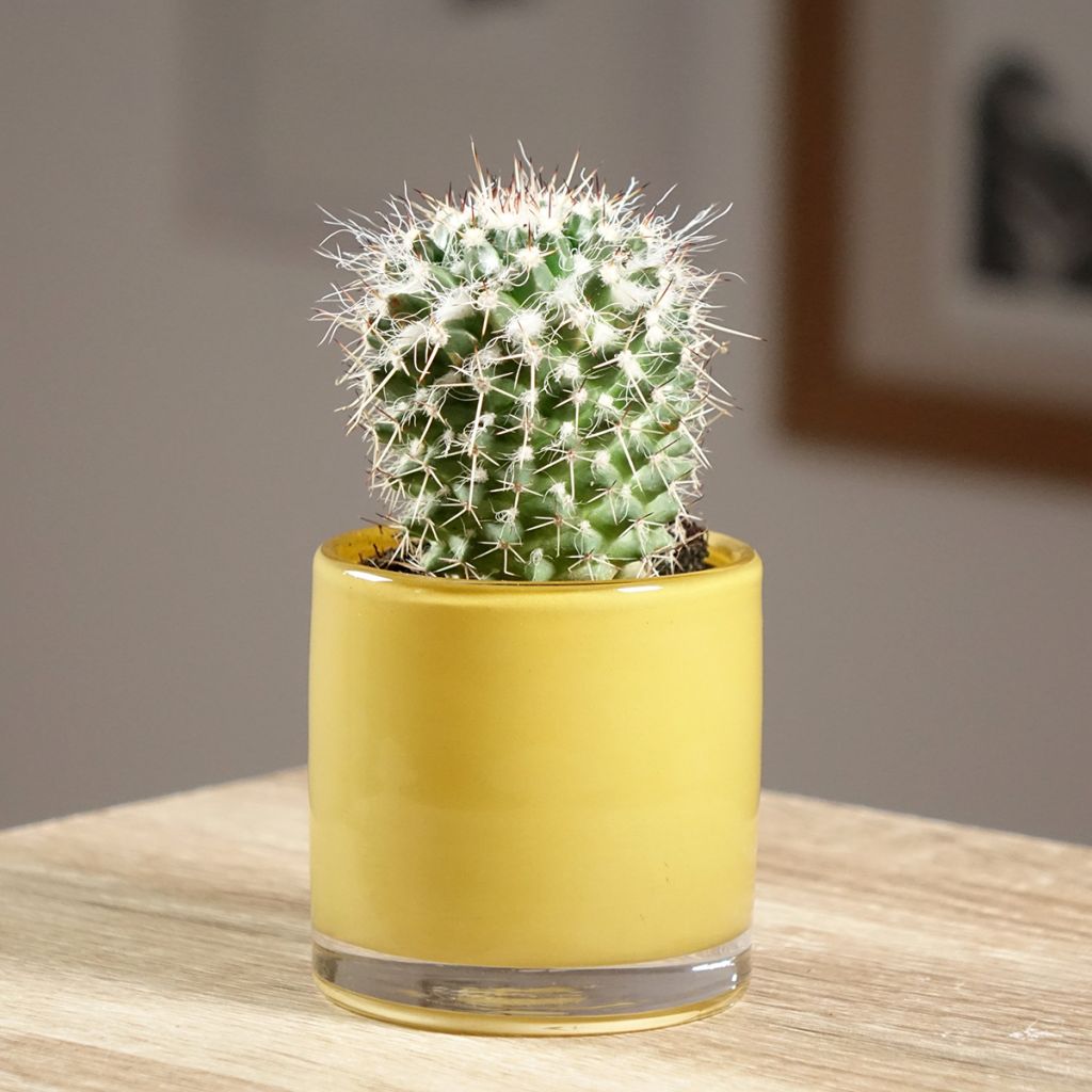 Cactus - Mammillaria compressa