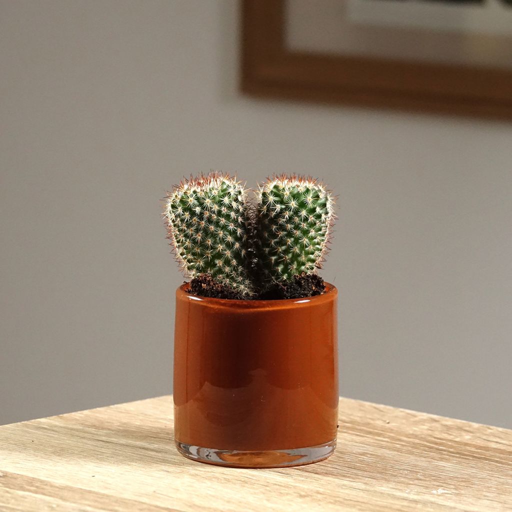 Cactus - Mammillaria spinosissima f. rubrispina 