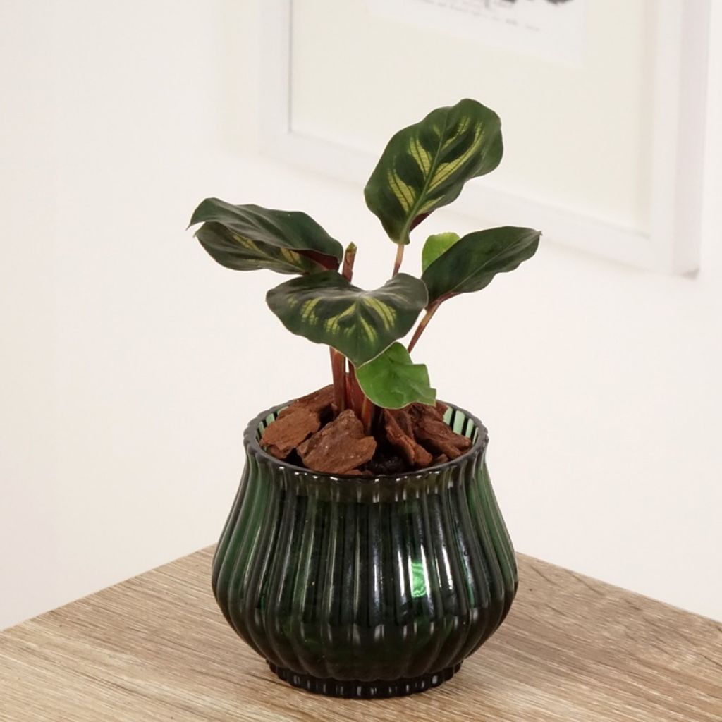 Calathea makoyana - Calatea