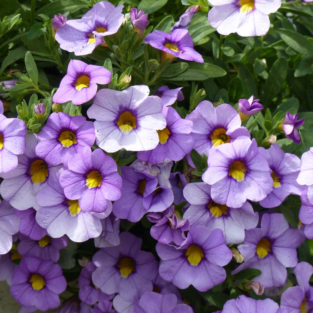 Calibrachoa hybrida Superbells Unique Lavender