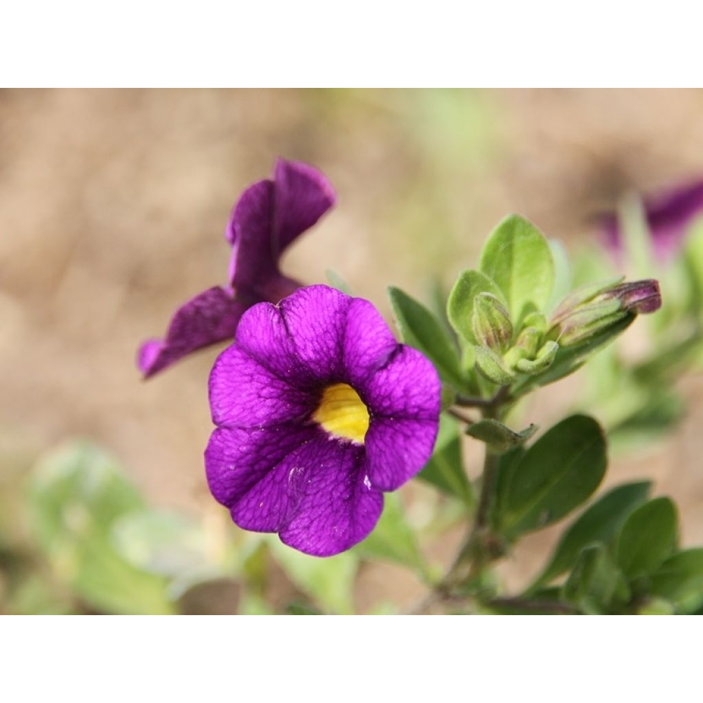 Calibrachoa hybrida Superbells Unique Blue Violet