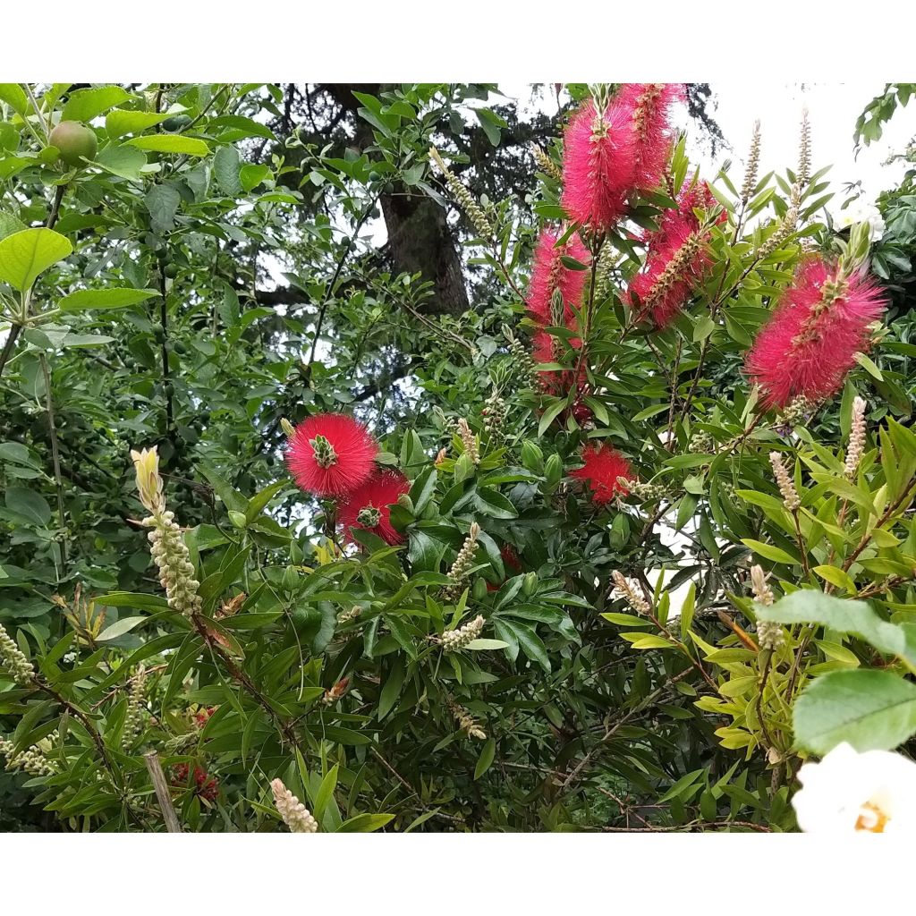 Escobillón rojo Splendens - Callistemon citrinus