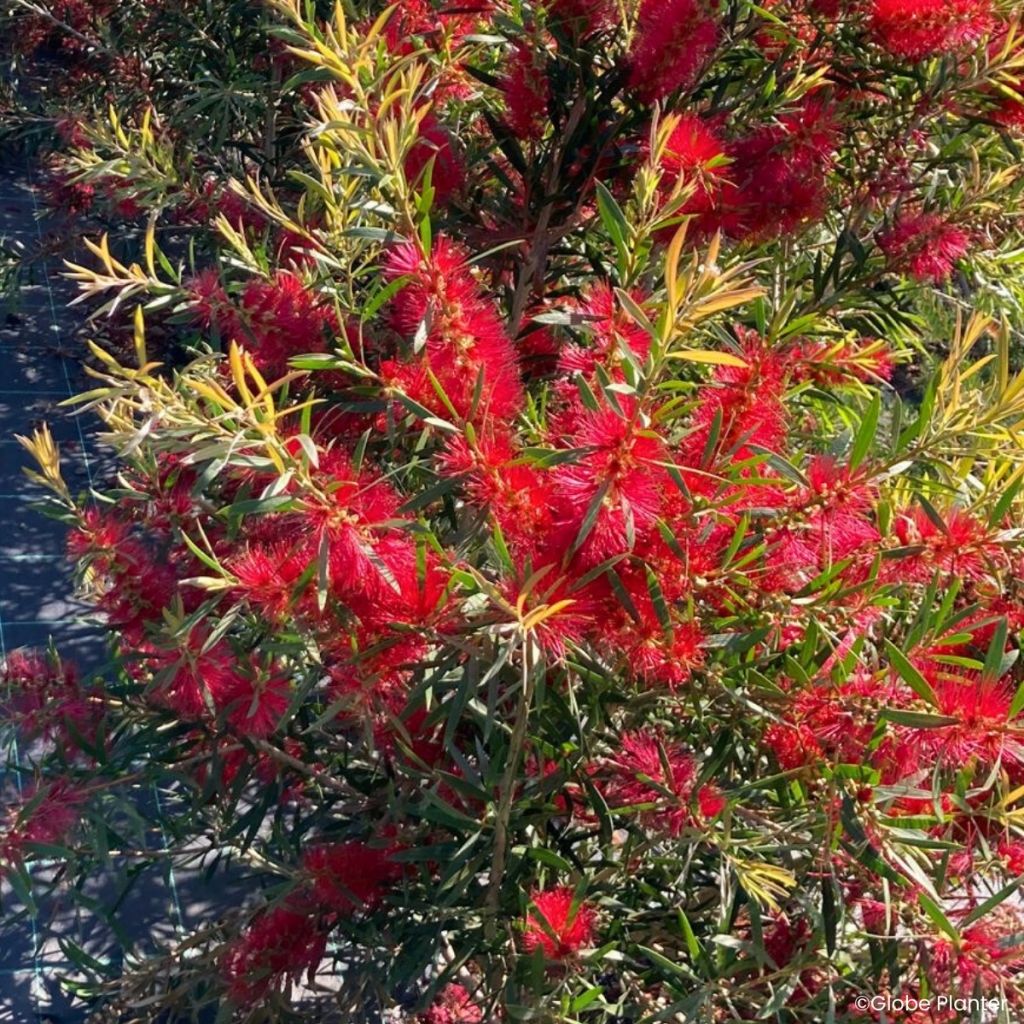 Callistemon viminalis Outback Flame - Limpiatubos llorón