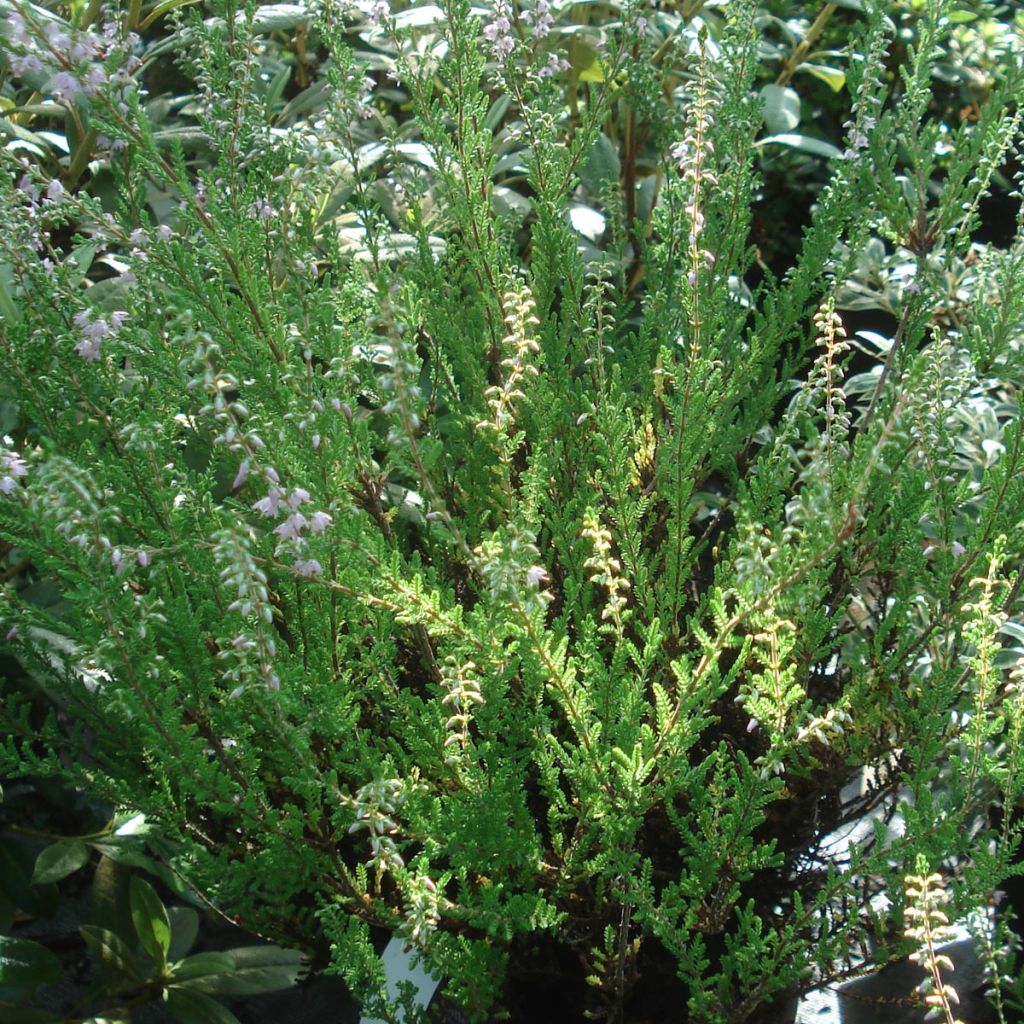 Calluna vulgaris Spring Torch - Brecina