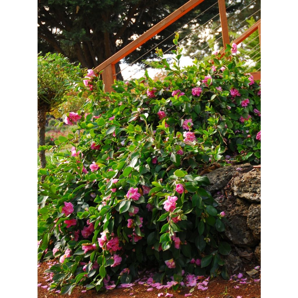 Camellia sasanqua Waterfall Pink - Camelia de otoño