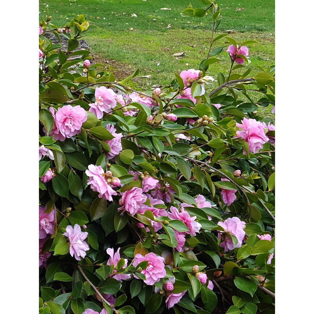 Camellia sasanqua Waterfall Pink - Camelia de otoño