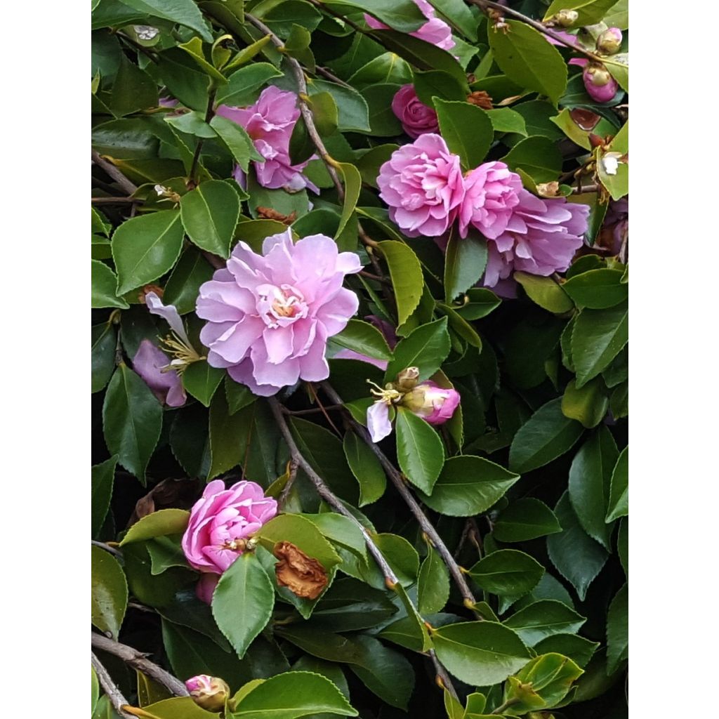Camellia sasanqua Waterfall Pink - Camelia de otoño