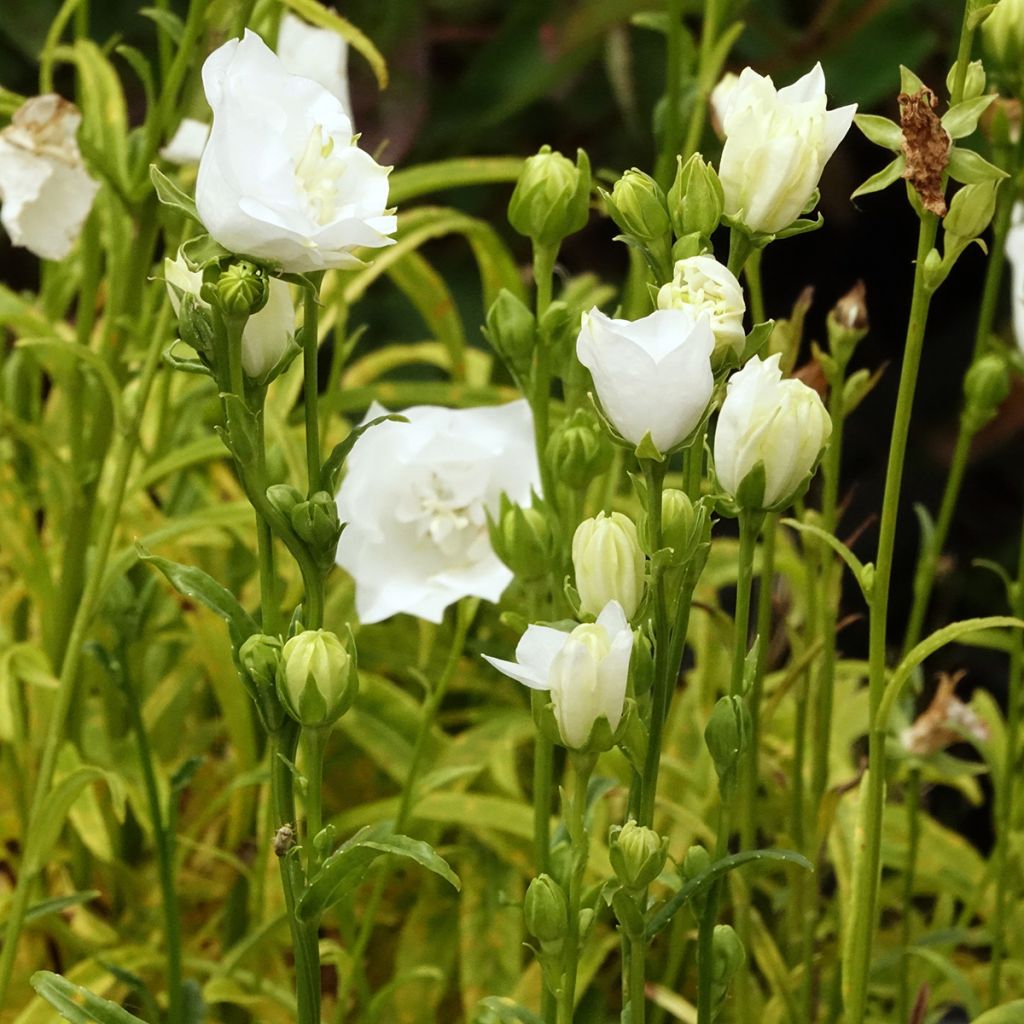 Campanula persicifolia La Bonne Amie - Campanilla