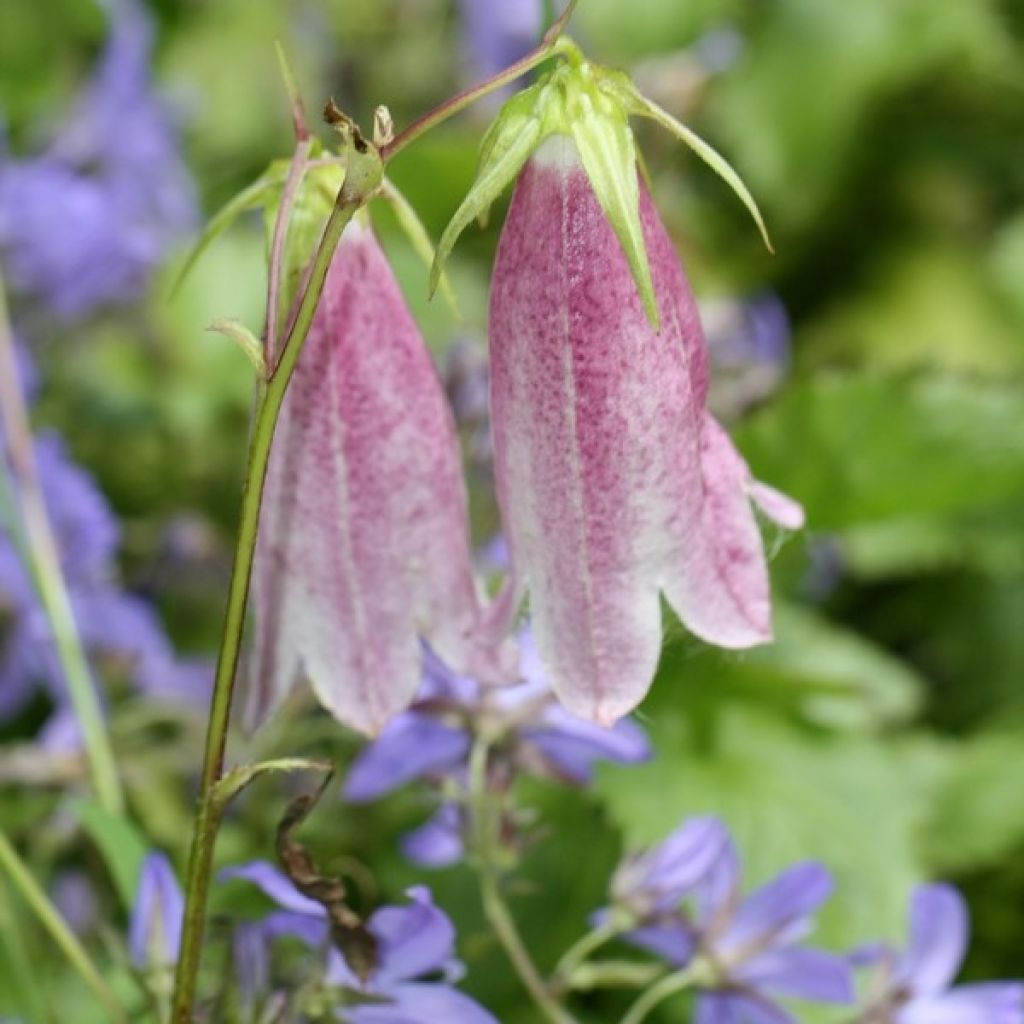 Campanula takesimana Elisabeth