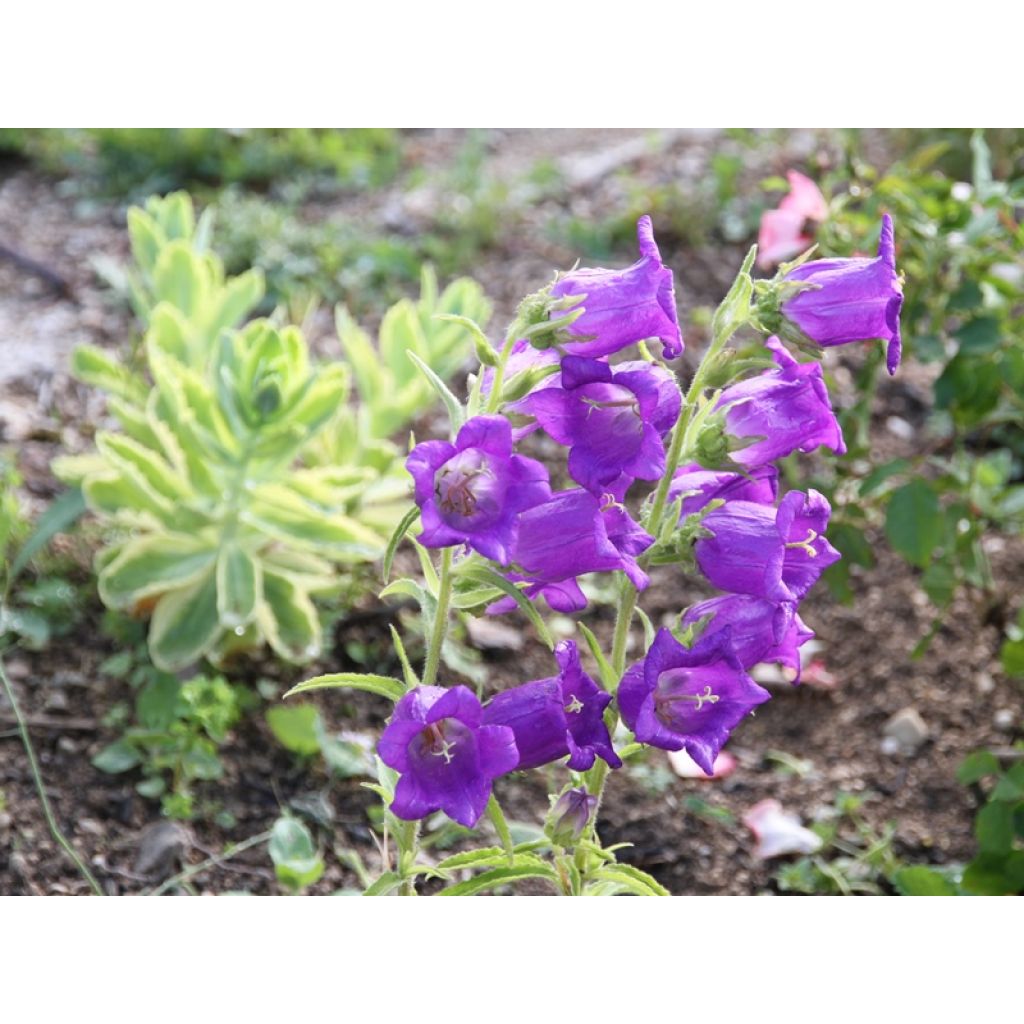 Campanula medium de flor doble - Campanilla de Canterbury