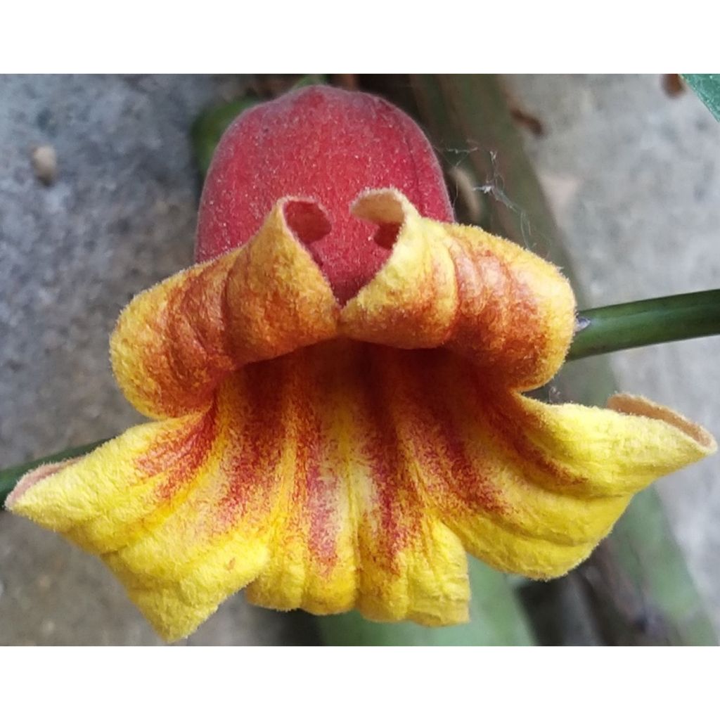 Campsis capreolata - Bignonia capreolata