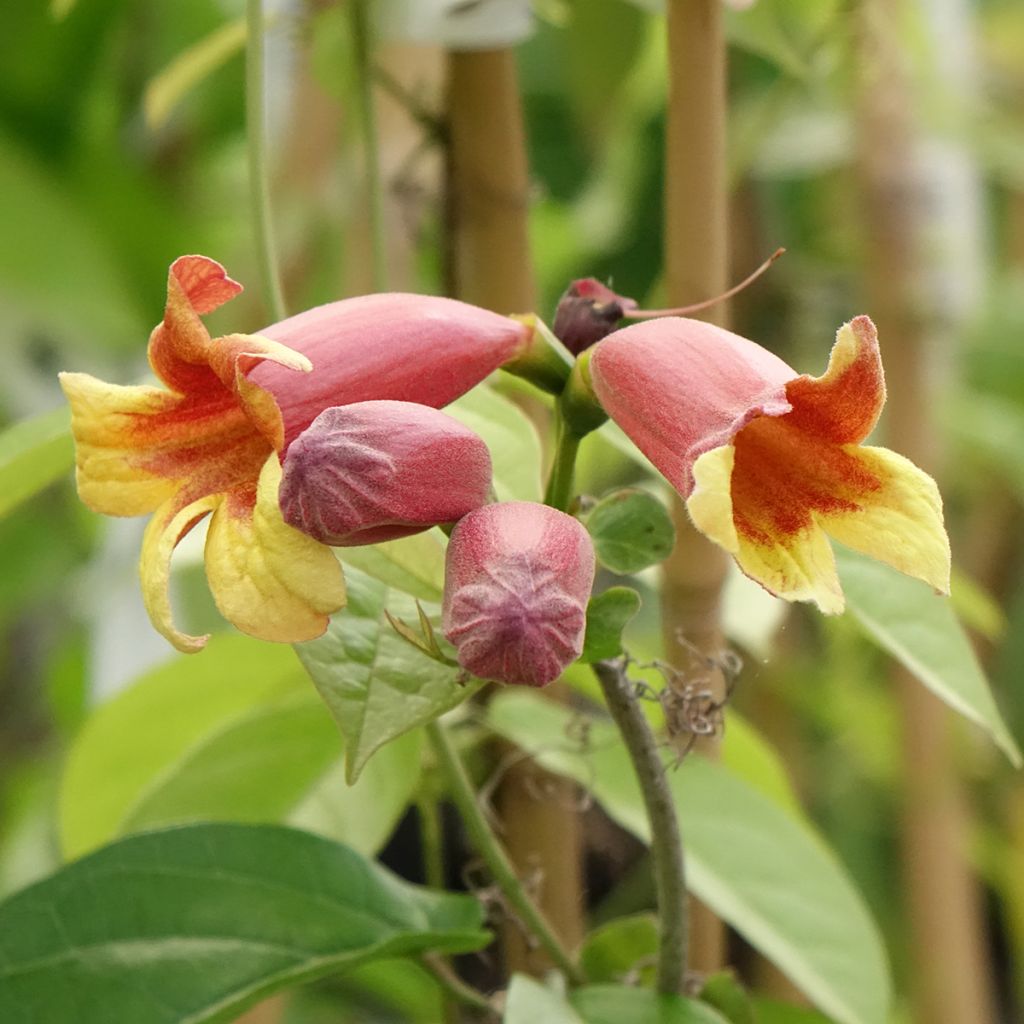 Campsis capreolata - Bignonia capreolata