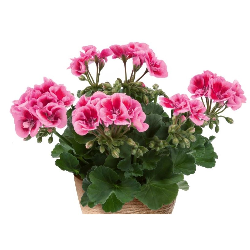 Géranium zonale Flower Fairy Pink