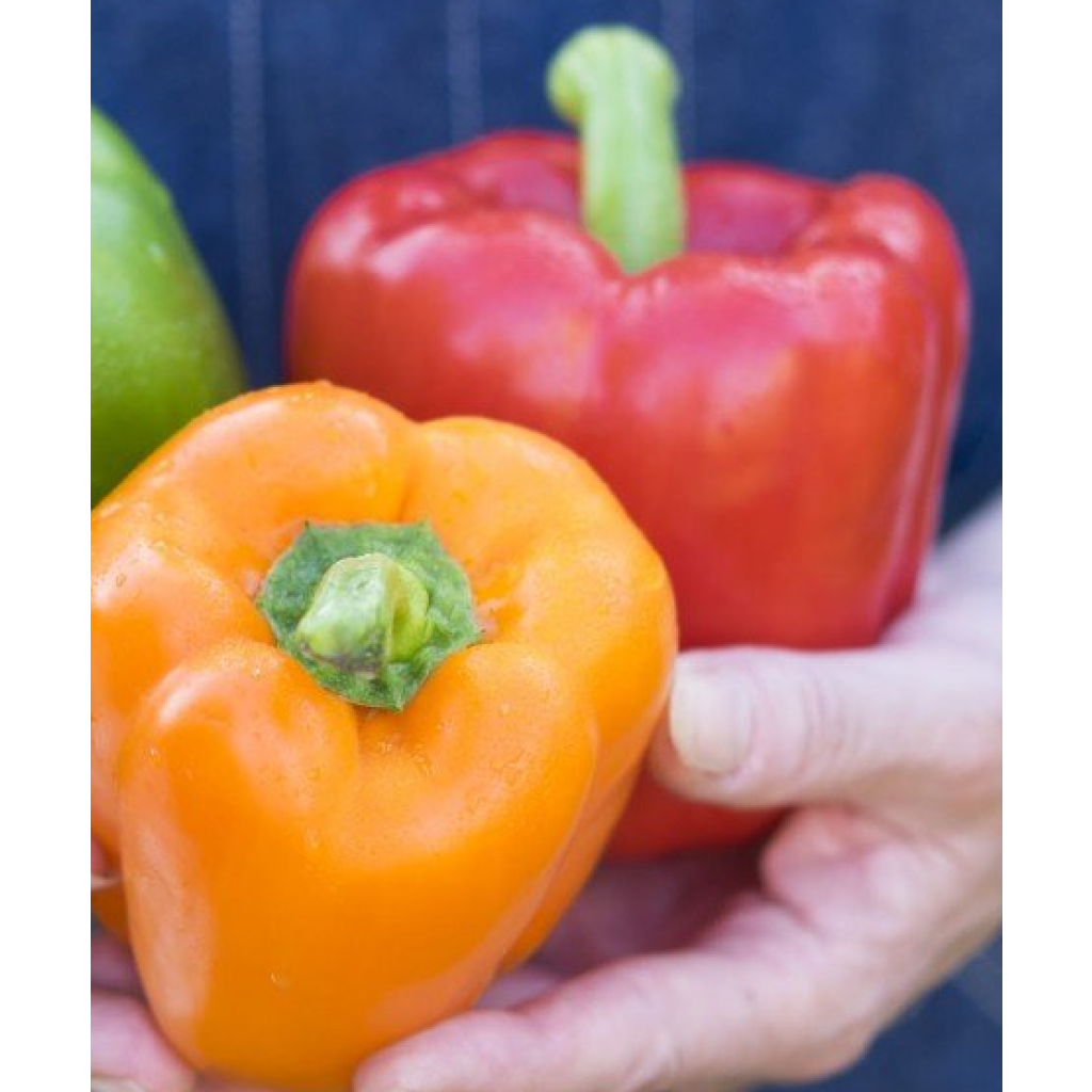 Conjunto dúo de 2 Pimientas rojas y amarillas en plantas INJERTADAS