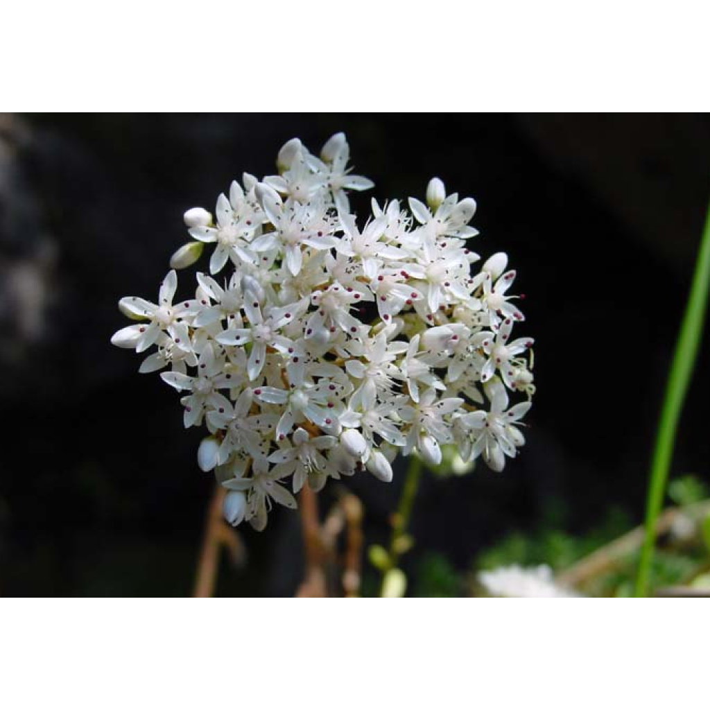 Sedum album var. murale - Uva de gato