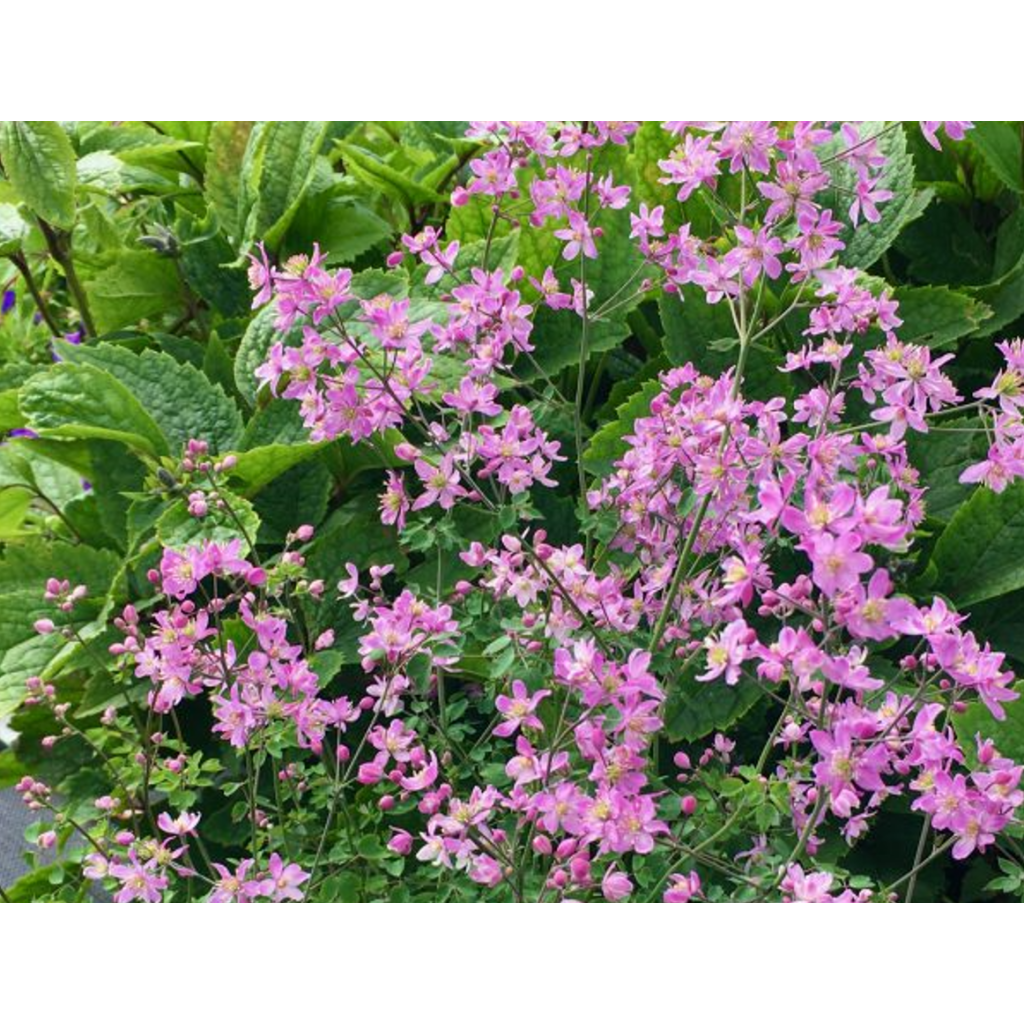 Thalictrum aquilegifolium Fairy Wings