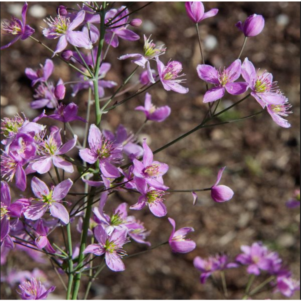 Thalictrum aquilegifolium Fairy Wings