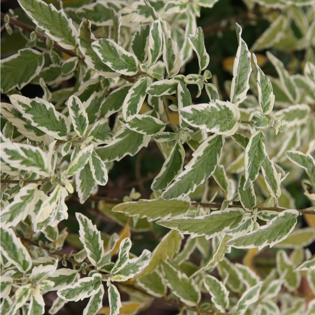 Caryopteris clandonensis White Surprise