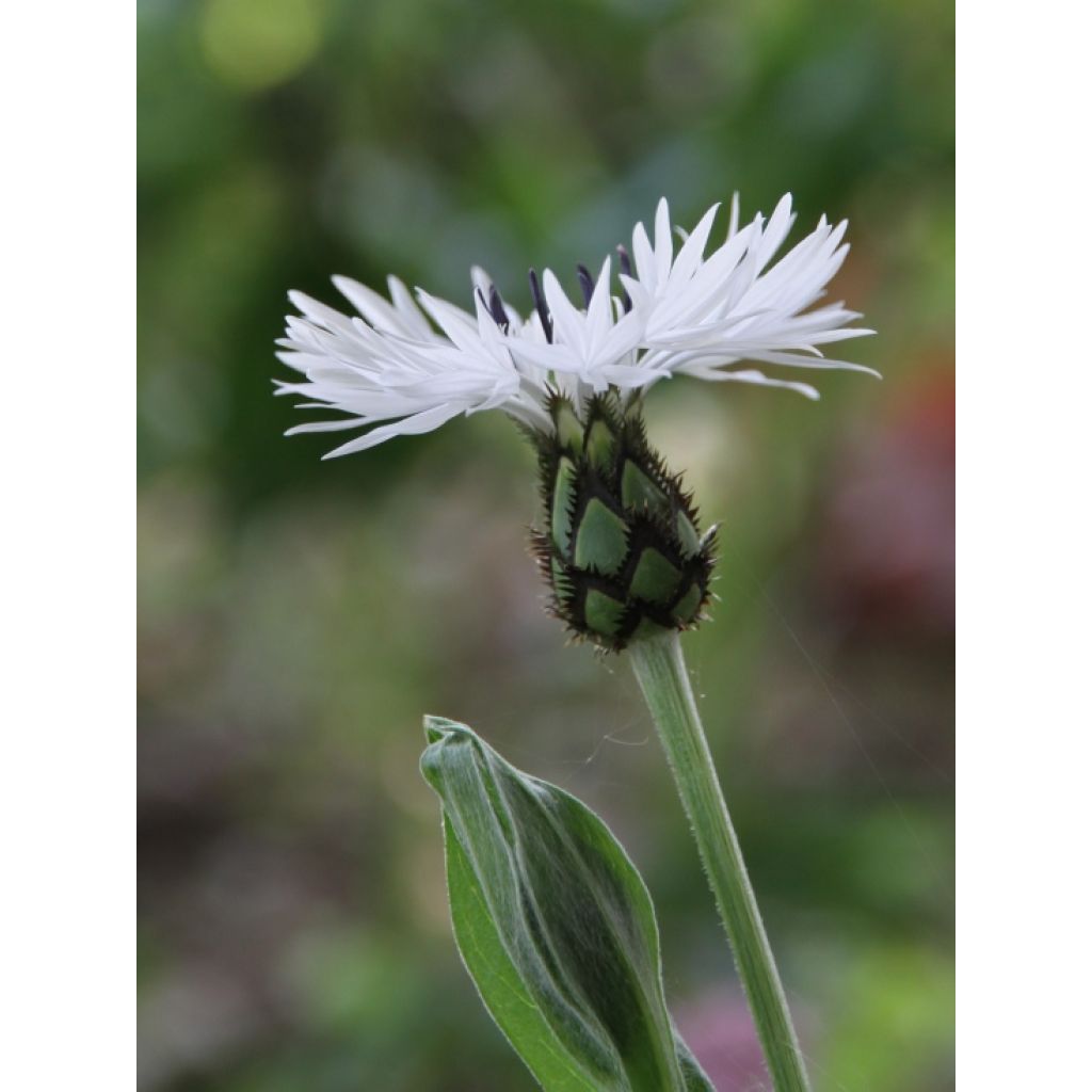 Centaurea montana Alba