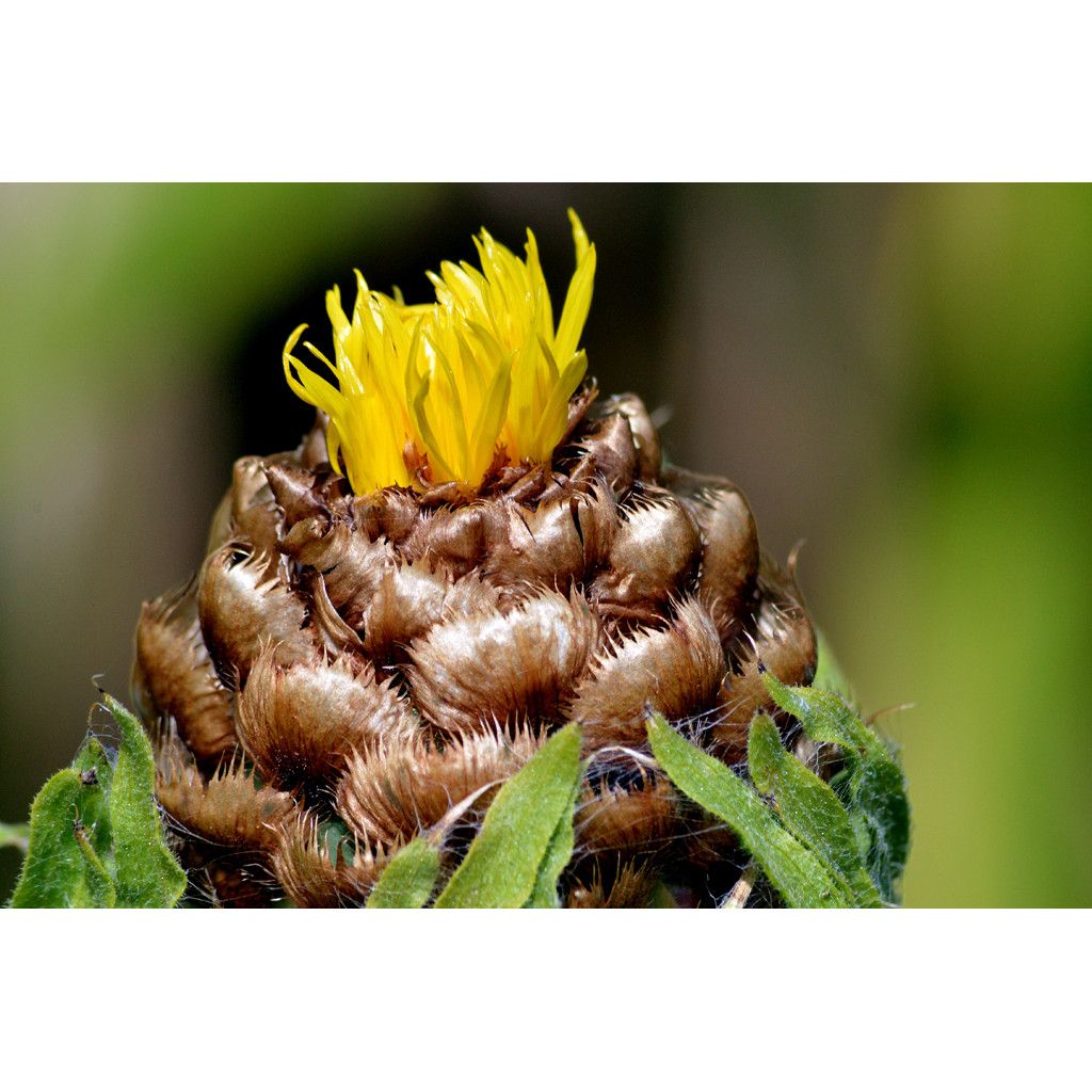 Centaurea macrocephala - Abre puños