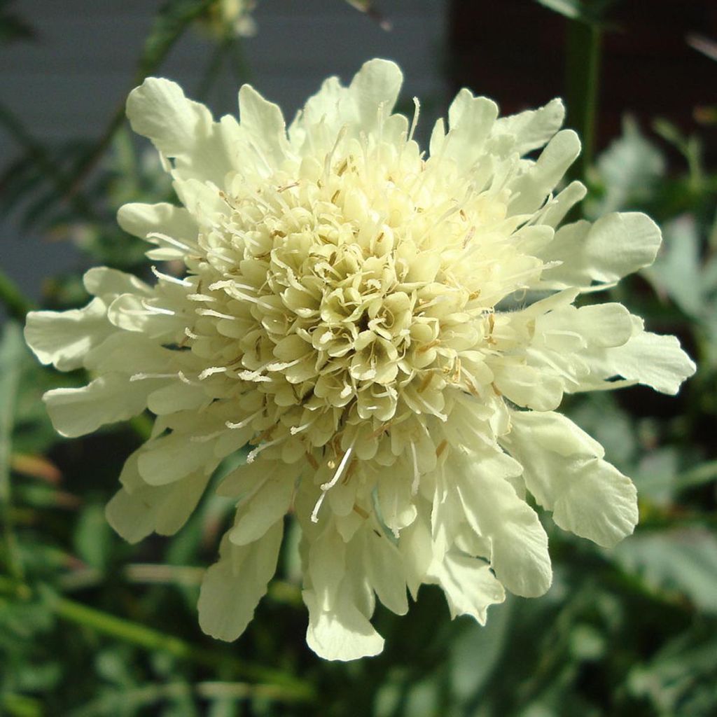 Cephalaria gigantea - Escabiosa gigante