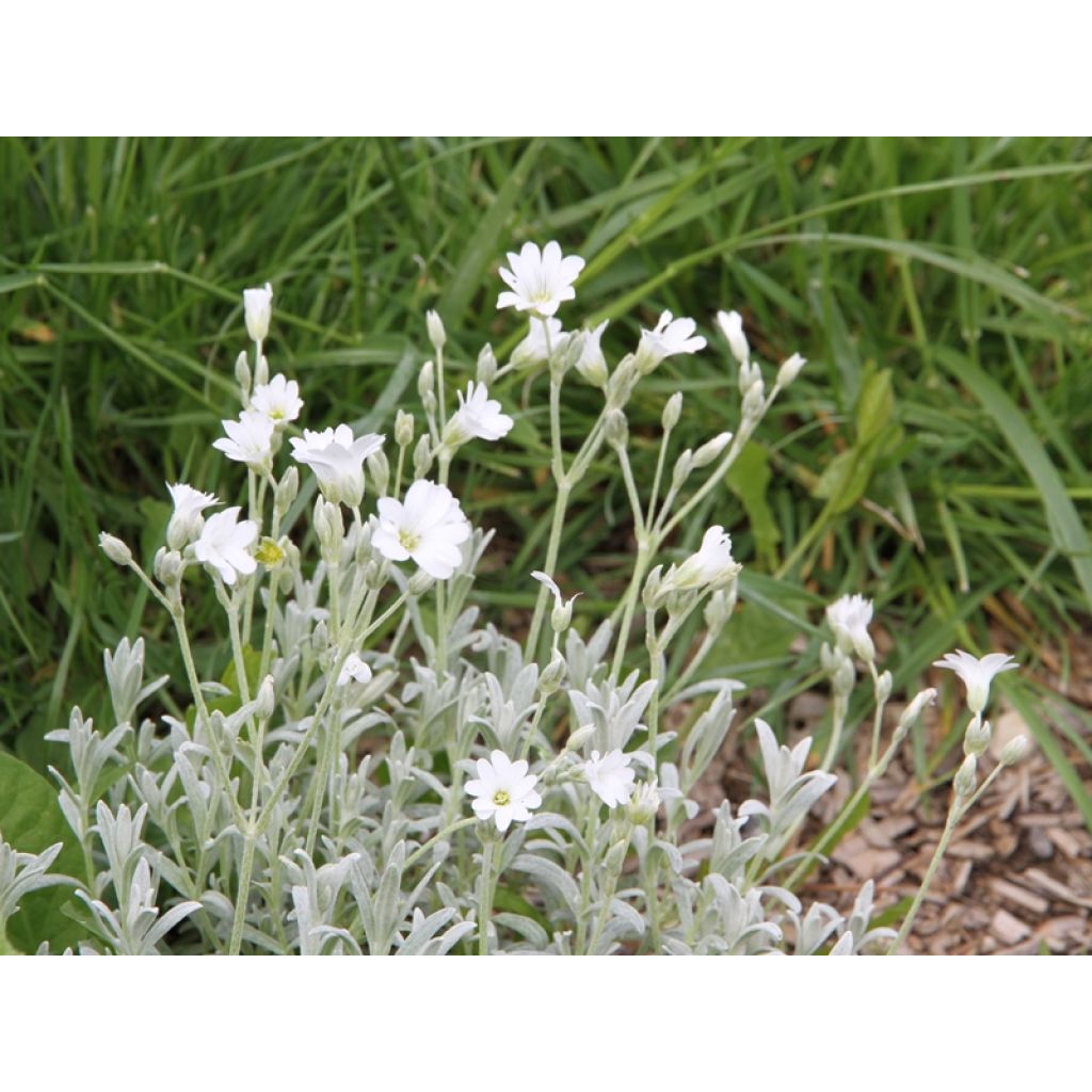 Cerastium tomentosum Yo Yo - Canastilla de plata