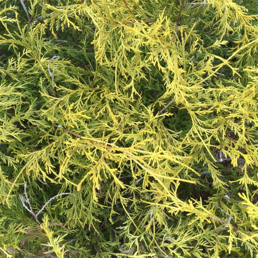 Chamaecyparis pisifera Filifera Aurea - Falso ciprés sawara