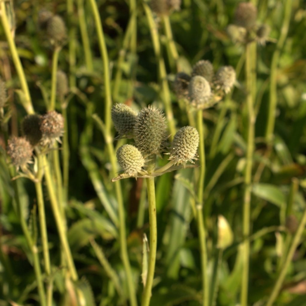 Eryngium agavifolium - Cardo de hoja de agave