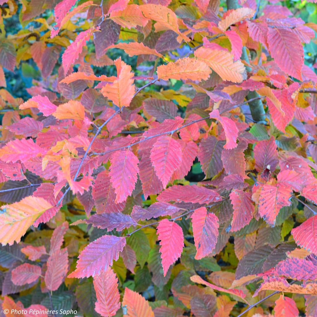 Carpe Rockhampton Red - Carpinus betulus